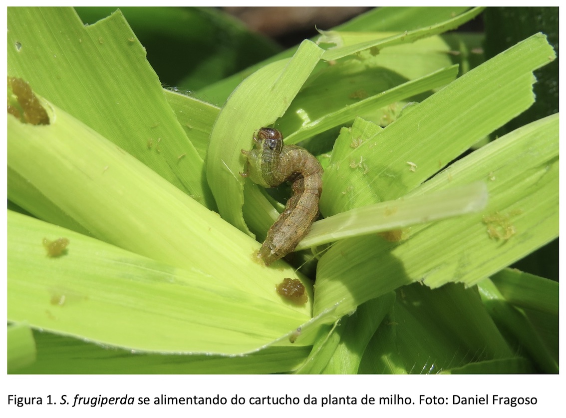 Manejo de Spodoptera frugiperda: lagarta de cardápio variado! | Revista ...