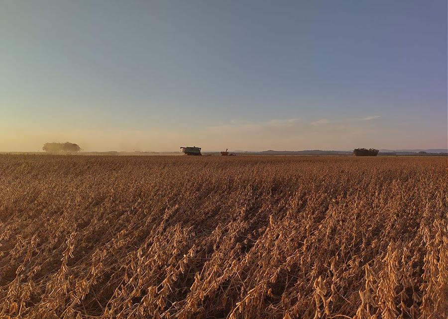 Técnica é capaz de aumentar produtividade de grãos em 26 sacas por hectare no Sul