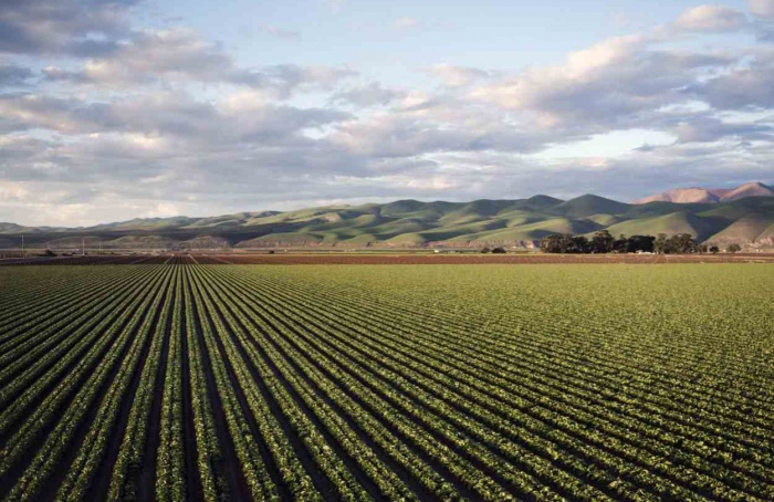 Área tratada com defensivos agrícolas cresce 10,9% no Brasil