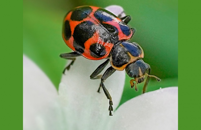 Controlando pragas sugadoras e preservando inimigos naturais em algodoeiro