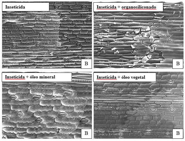 Figura 3. Imagens de folhas de trigo (A) e milho (B) com a aplicação de inseticidas + adjuvantes após chuva simulada (5 ou 10 mm) em folhas. 2016. Imagens de Adriano Arrué Melo 