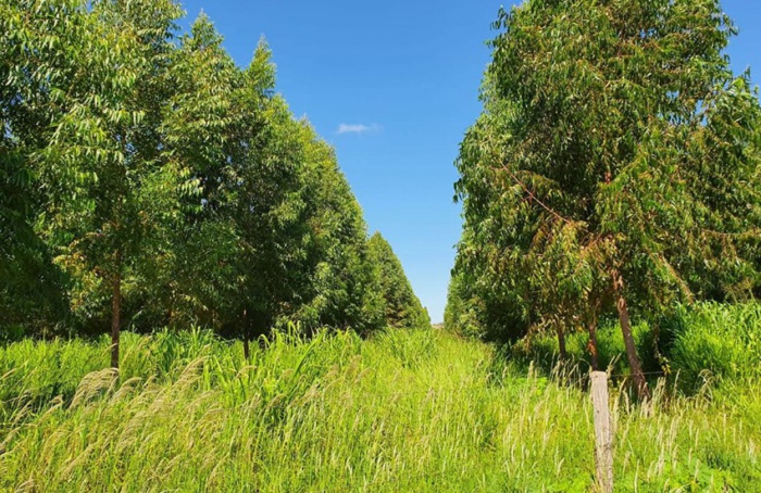 Experimentos em Goiás mostram que ILPF melhora a qualidade do solo do Cerrado