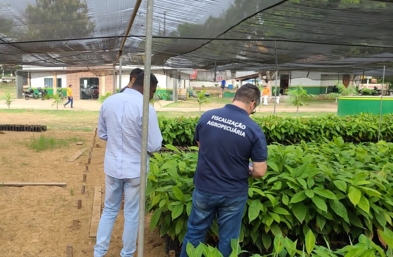 Força-tarefa fiscaliza produção e comercialização clandestina de sementes e mudas de cacau no Pará