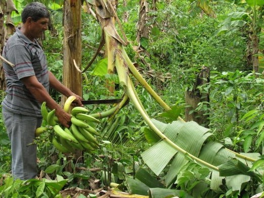 Projeto visa melhorar qualidade da produção de banana comprida