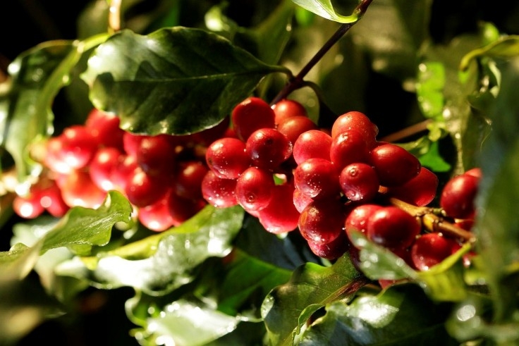 Broca-do-café: ação da praga reduz a competitividade do produtor