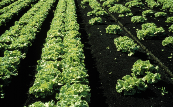 Desafios enfrentados na produção de hortaliças devido à altas temperaturas