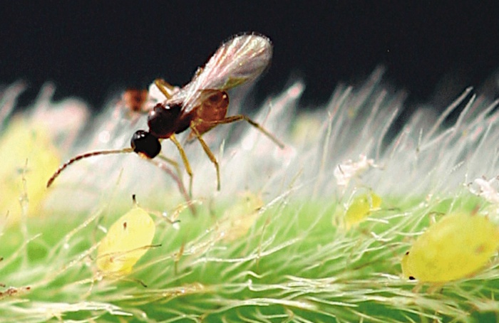 Temperatura influencia na eficácia do parasitóide "Binodoxys communis"