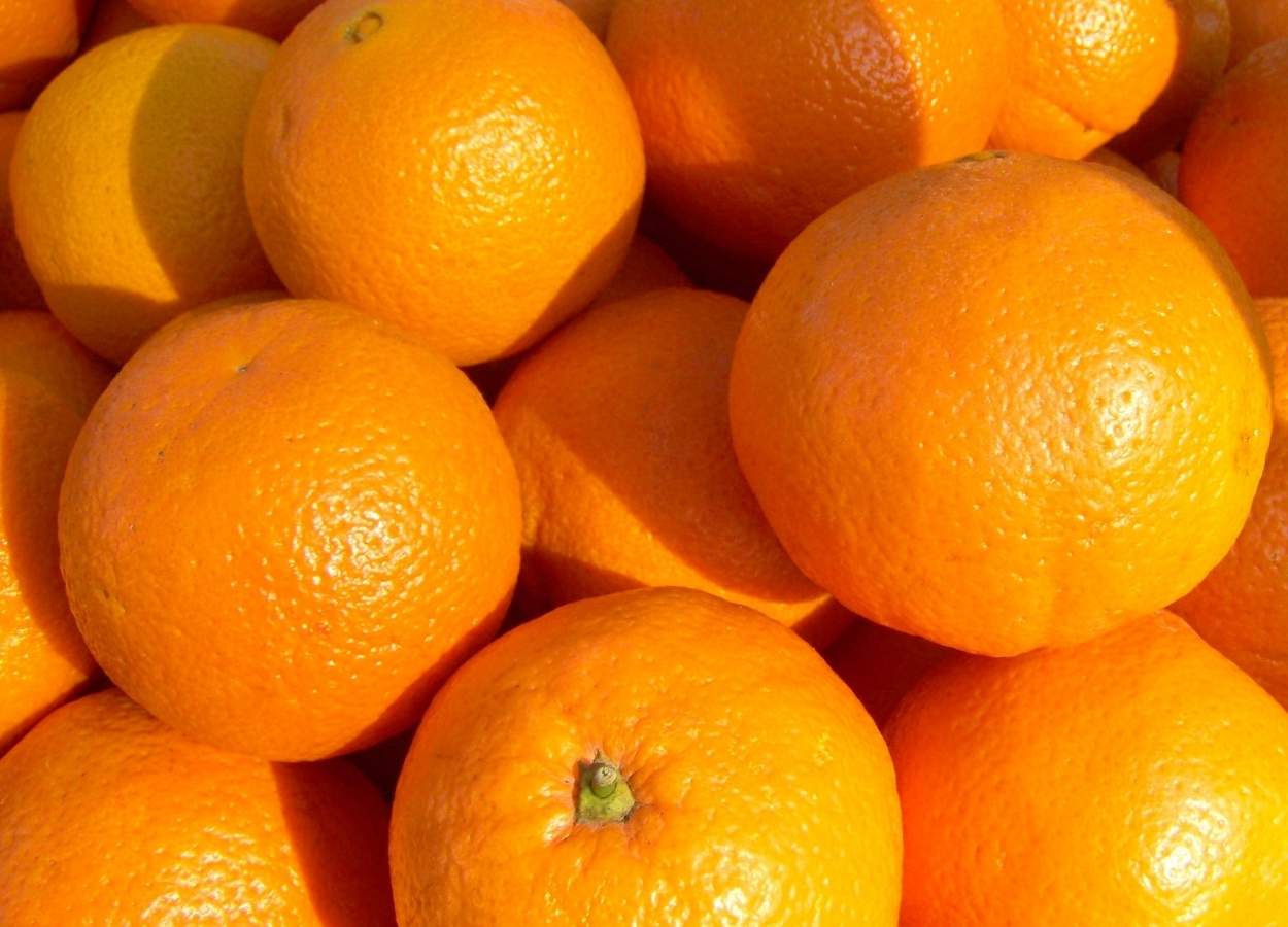 Estiagem, ventos e avanço do greening impactam peso dos frutos e elevam perdas no cinturão citrícola