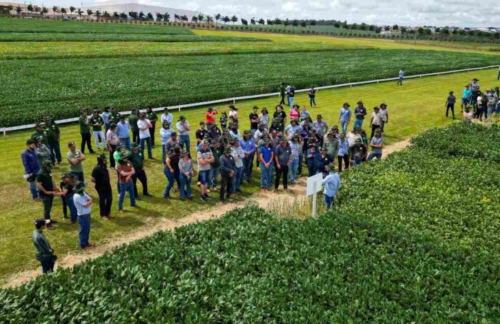 Pesquisa em cultivares impulsiona produtividade na Copacol