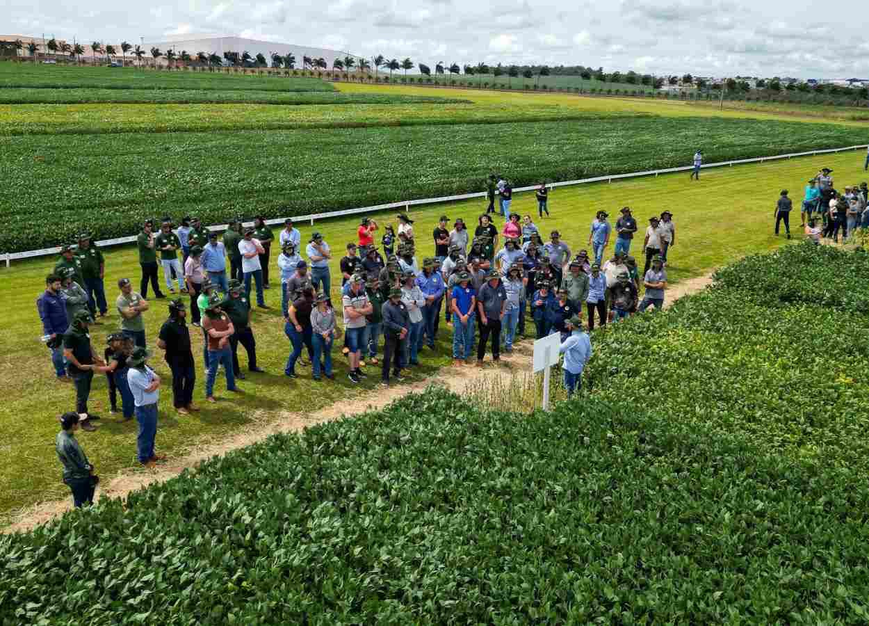 O 35º Dia de Campo da cooperativa reuniu 1,5 mil participantes e apresentou estudos do Centro de Pesquisa Agrícola