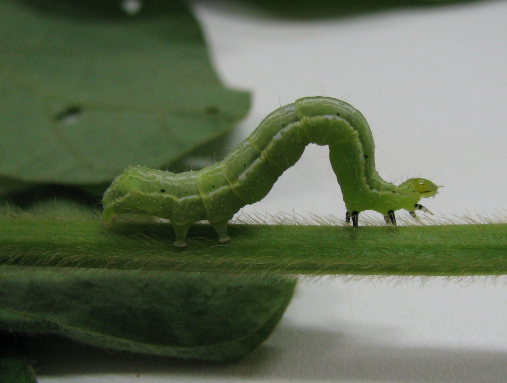 Figure 8. Span-sized caterpillar. (Photo: F.J. Celoto/Lab. MIP – Unesp/Ilha Solteira)