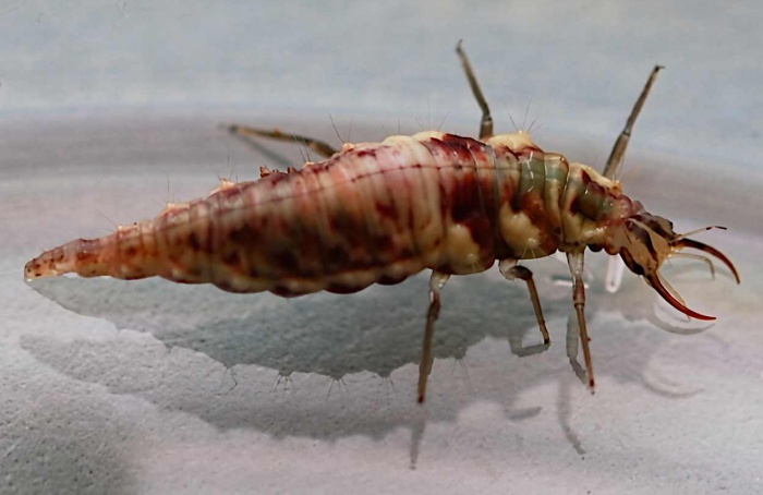 Tricomas do tomateiro limitam ação de Chrysoperla carnea