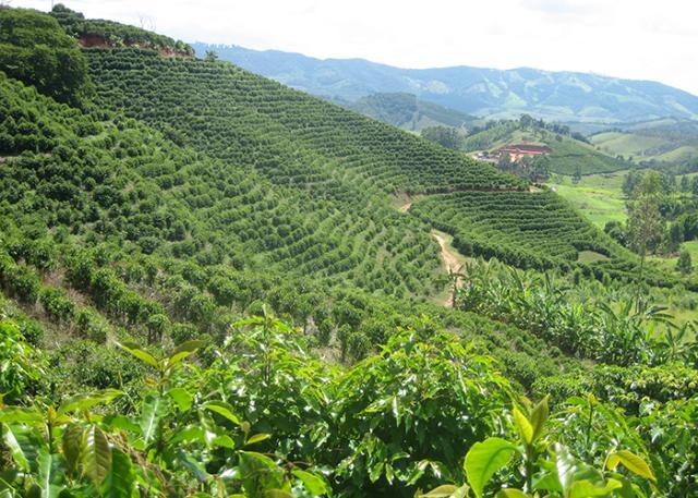 Café de qualidade superior resiste à expansão da cana-de-açúcar