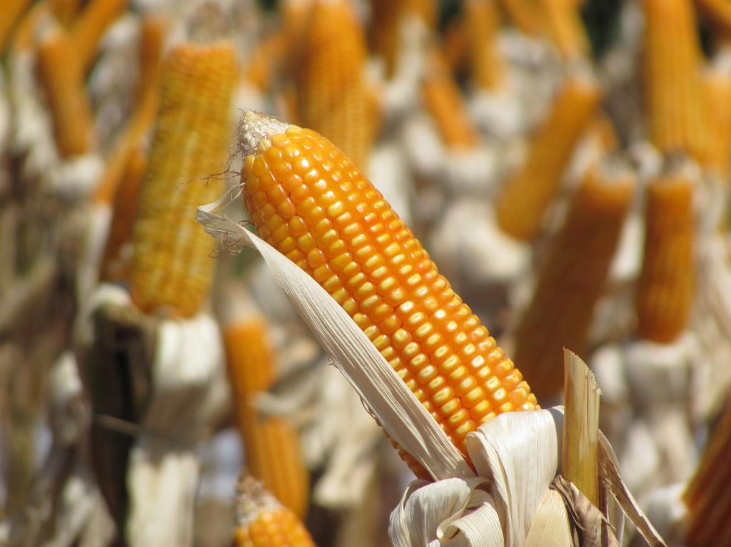 Manejo fisiológico do milho ajuda produtores a garantirem boa rentabilidade