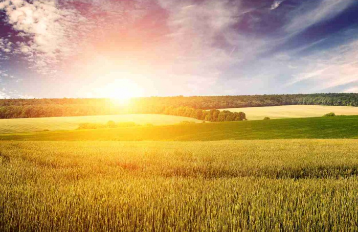 Ondas de calor aumentam perda hídrica no trigo