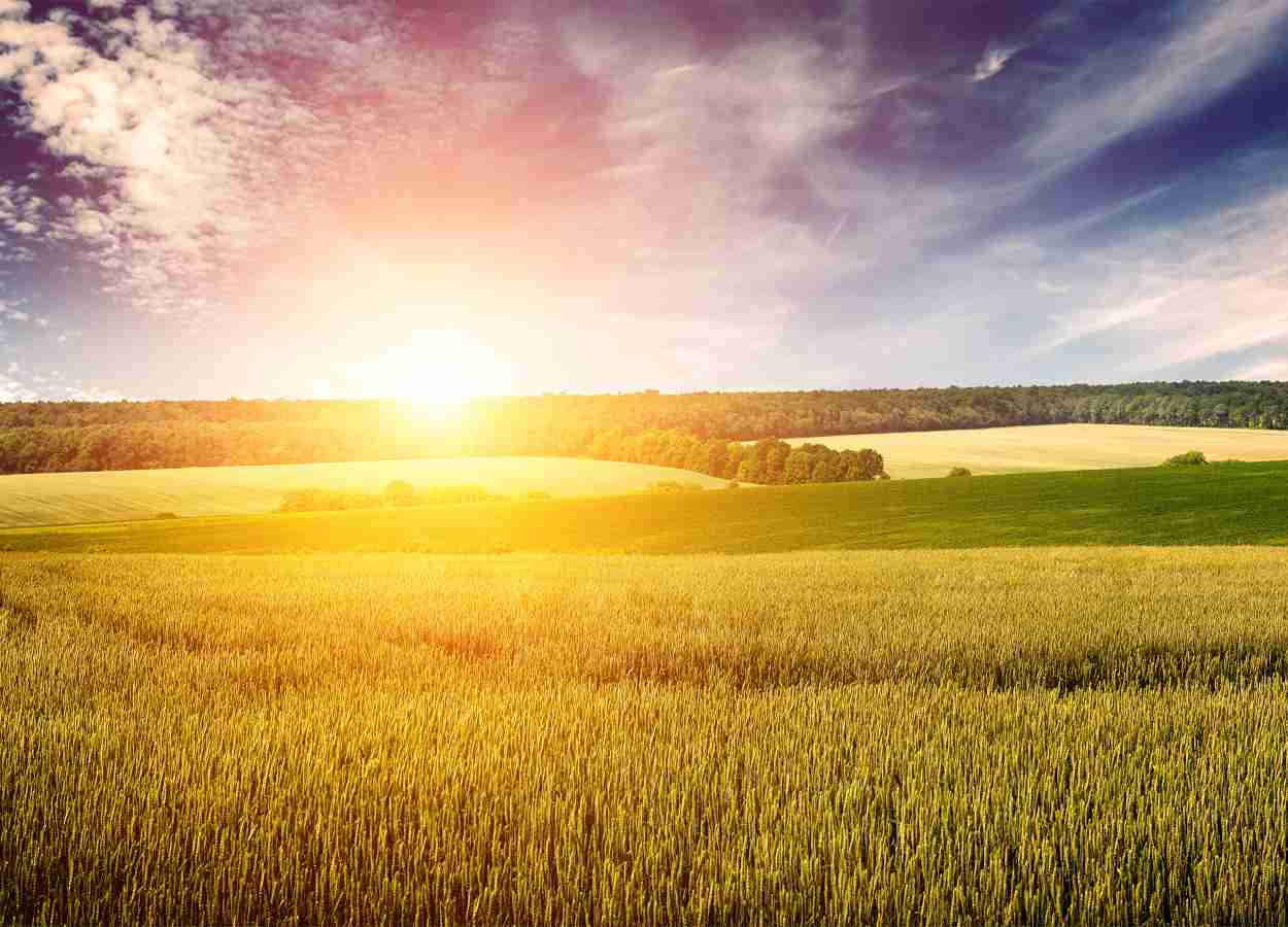 Ondas de calor aumentam perda hídrica no trigo