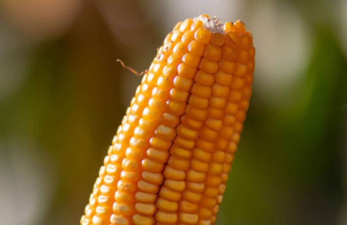 Densidade maior eleva produtividade do milho no Rio de Janeiro