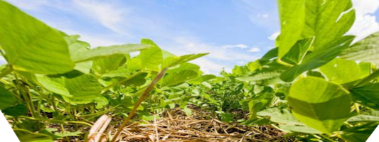 Embrapa propõe indicadores de manejo do solo para avaliação de risco climático na soja