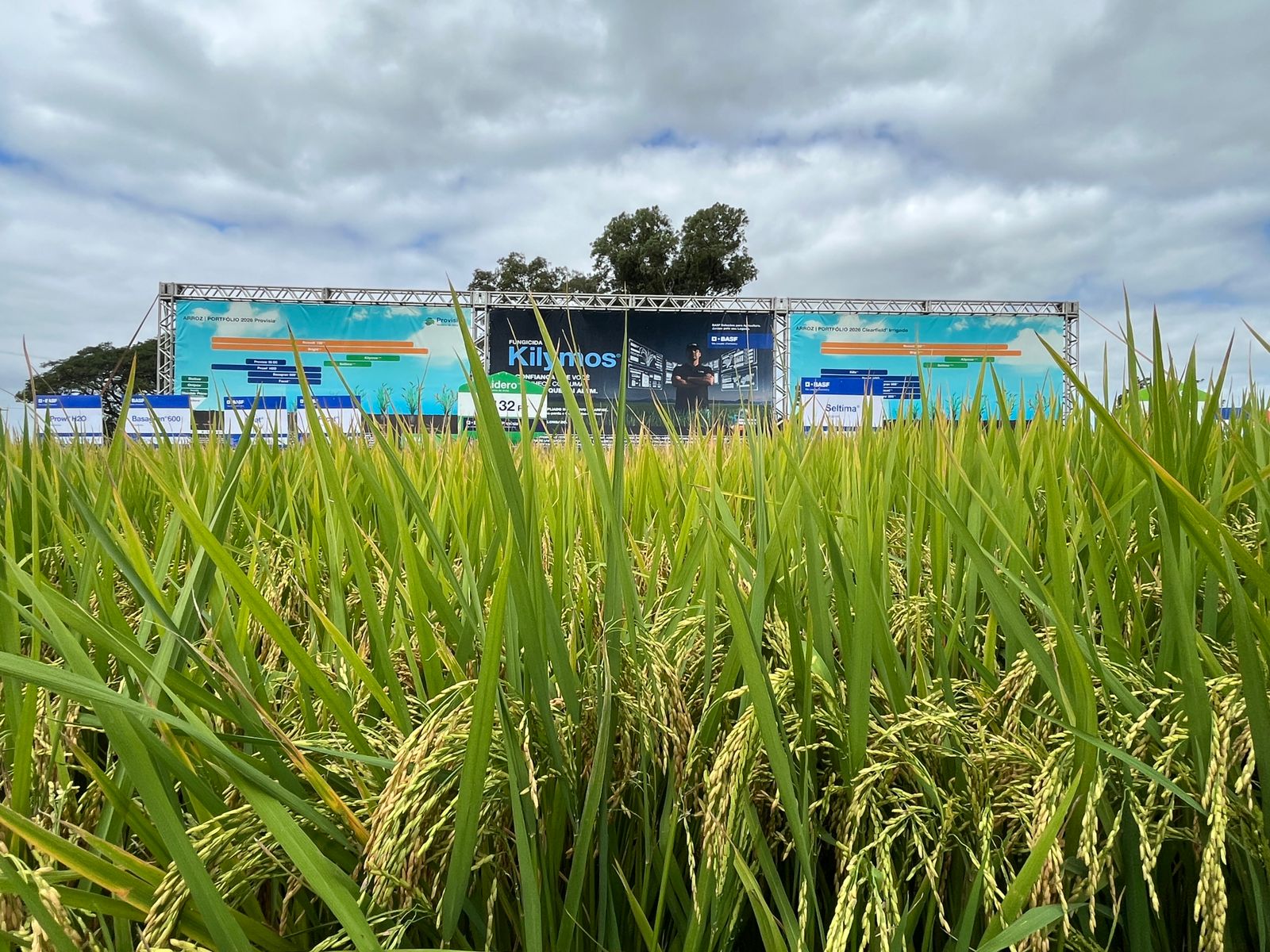O produto foi desenvolvido exclusivamente para a cultura do arroz, desde a concepção da formulação até a definição do posicionamento agronômico. Ele combina dois ingredientes ativos com modos de ação distintos: o triciclazol e o Revysol®