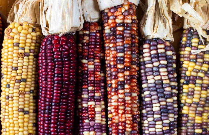 USDA investe US$ 180 milhões em soberania de sementes