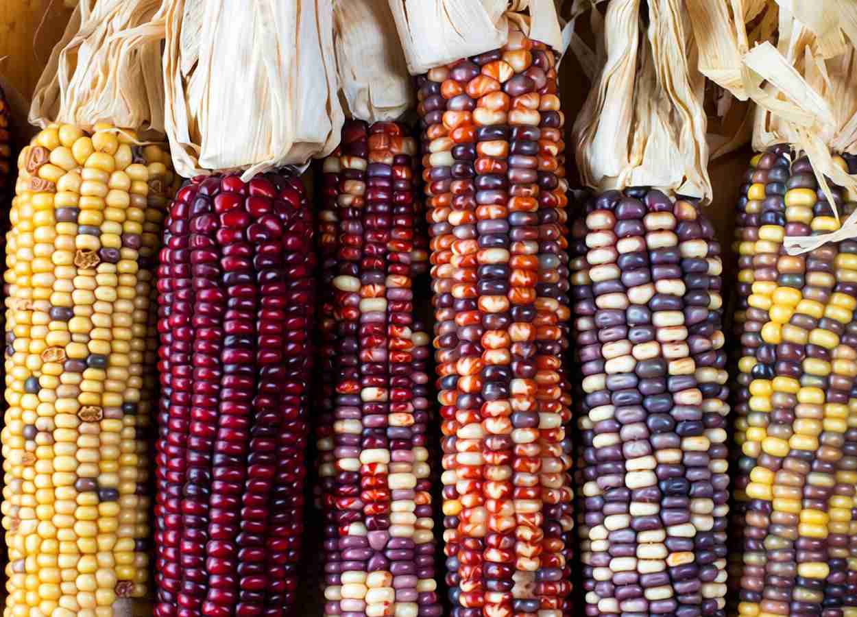 USDA investe US$ 180 milhões em soberania de sementes