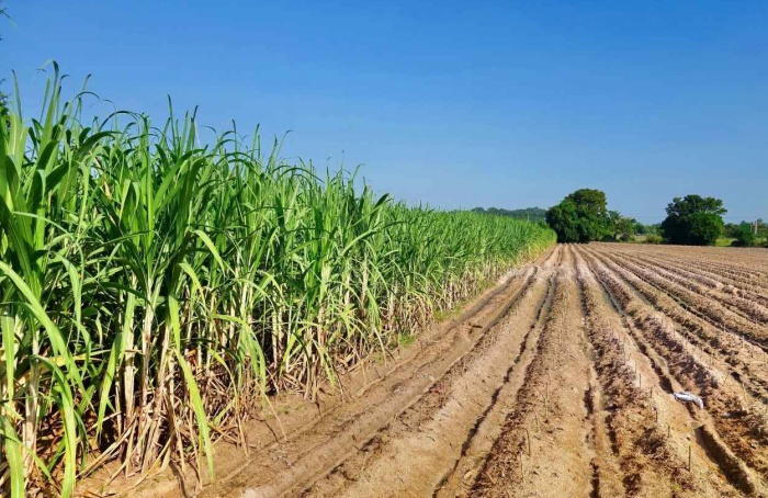 Produtividade da cana no Centro-Sul cai 10,8% em junho