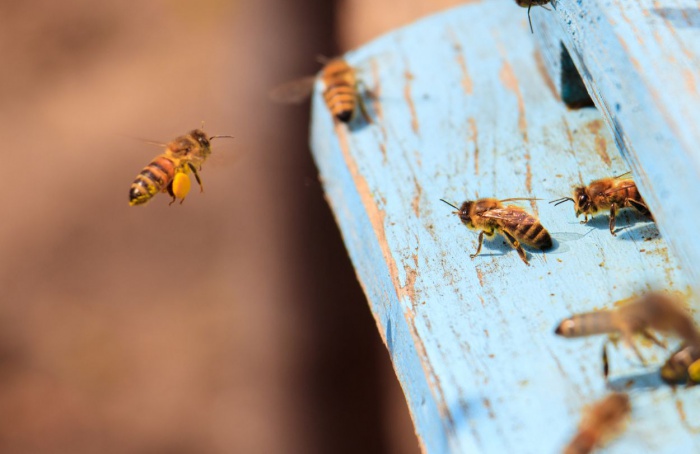 Fenômenos climáticos afetam apicultura e refletem no desempenho agrícola