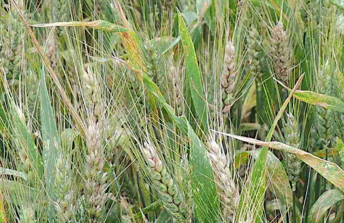 Transportador ajuda Fusarium a tolerar eniatinas no trigo