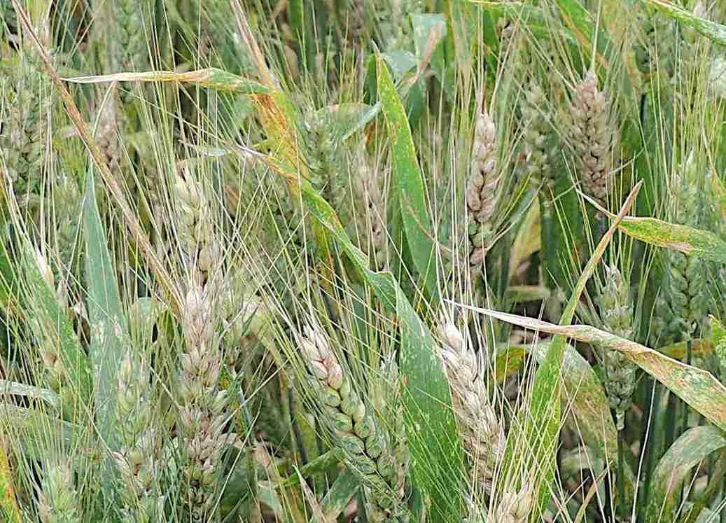 Transportador ajuda Fusarium a tolerar eniatinas no trigo