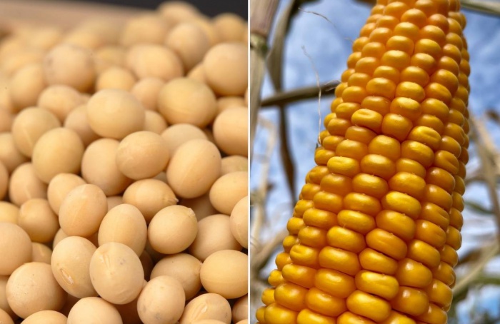 GO Safra 2025/26: soja e milho têm cenários distintos