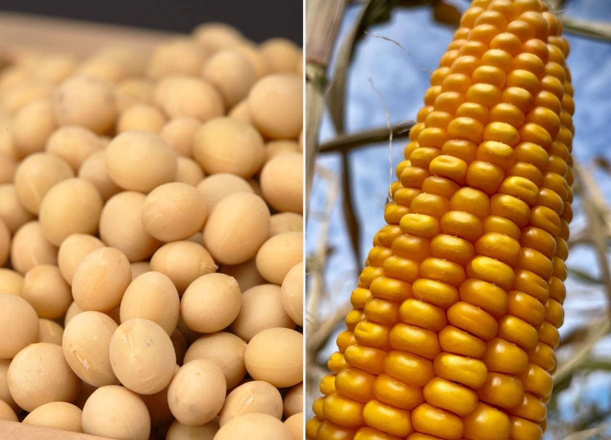 GO Safra 2025/26: soja e milho têm cenários distintos