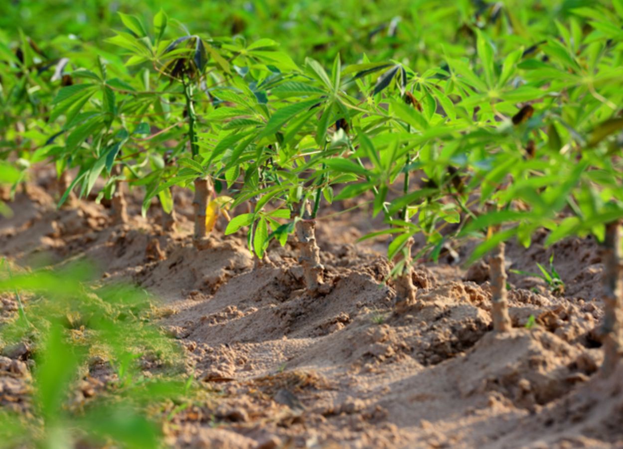 Fight against cassava witch's broom gains reinforcements