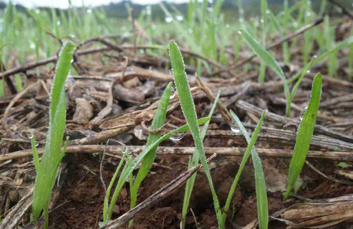 RS Safra 2025/26: plantio de trigo alcança 97% da área