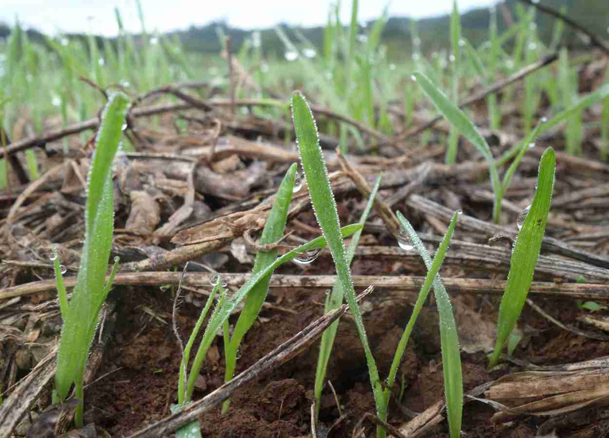 Chuvas elevam pressão de doenças em cereais de inverno e canola