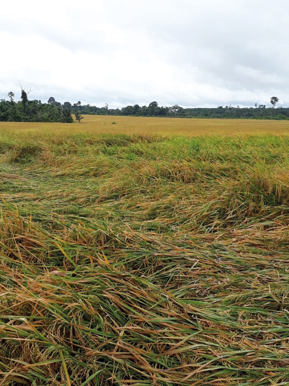 Acamamento das plantas de arroz causado pela queima-da-bainha (Rhizoctonia solani)  