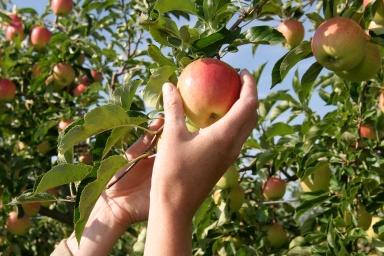 Bayer e produtores de maçãs de Vacaria (RS) debatem o atual cenário de plantas daninhas na cultura
