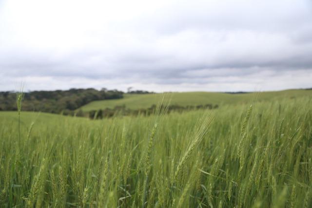Nutrição adequada das plantas é essencial para mitigar estresses climáticos no trigo