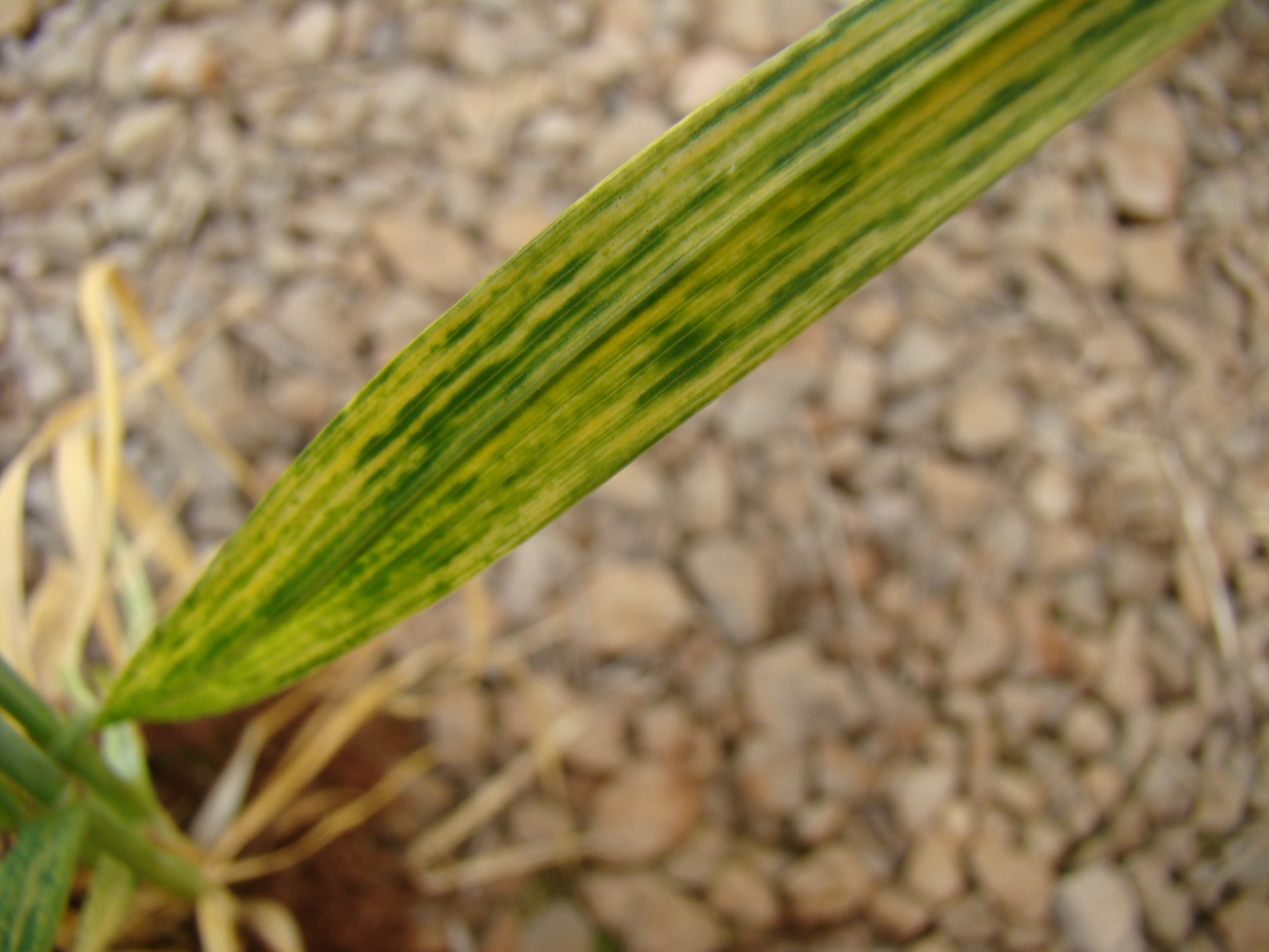 Sintomas de mosaico em folha de trigo causado por Wheat streak mosaic virus. -   Foto Douglas Lau