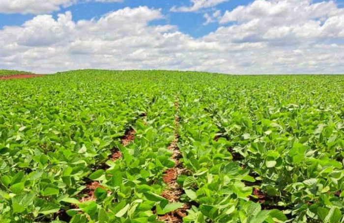 Plantio de soja chega a 61,6% da área estimada em MS