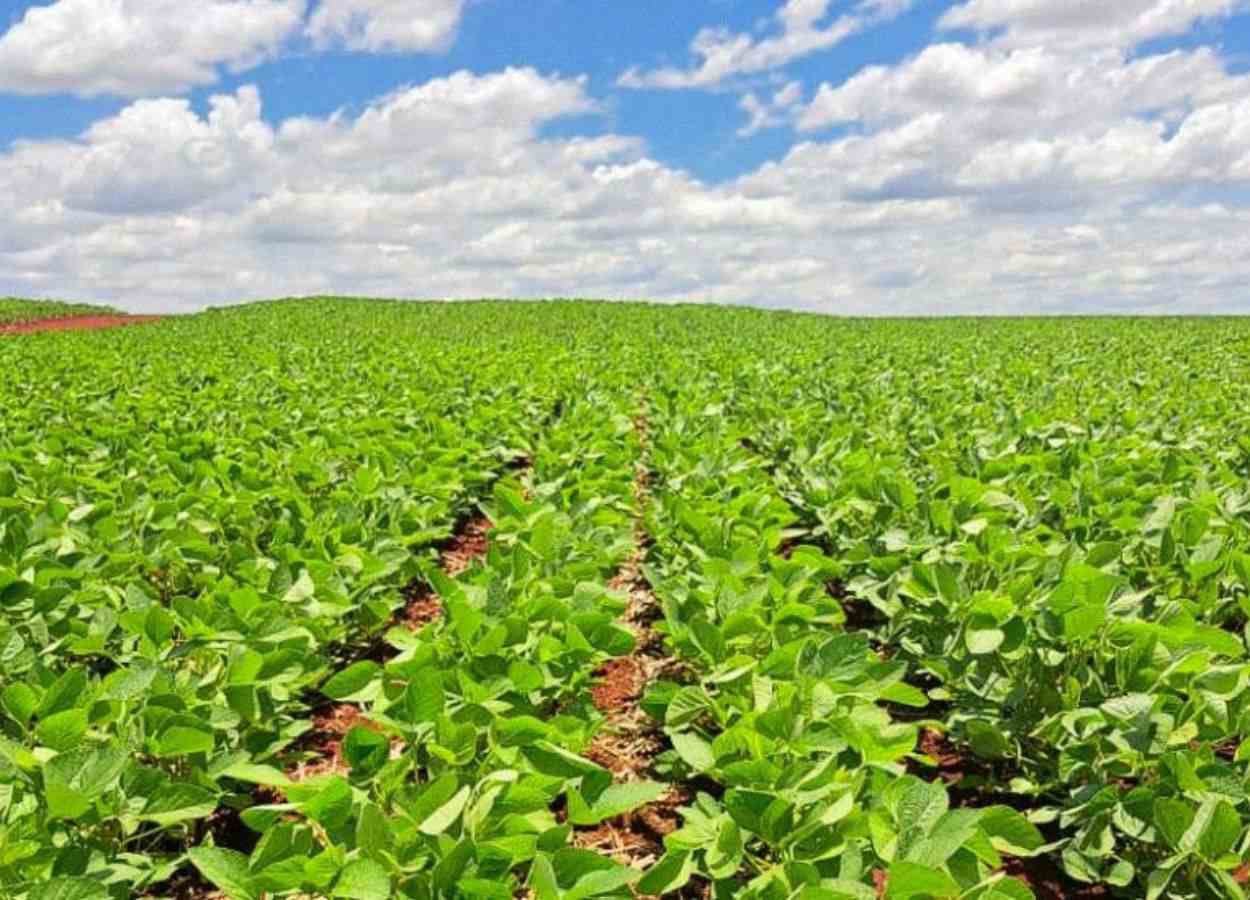 La siembra de soja alcanza el 61,6% del área estimada en MS.