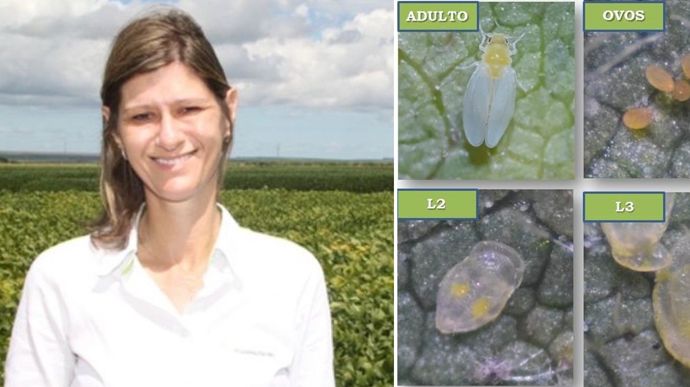 Ocorrência da mosca branca na safra de soja 2021/22 em Mato Grosso é observada em lavouras plantadas mais cedo
