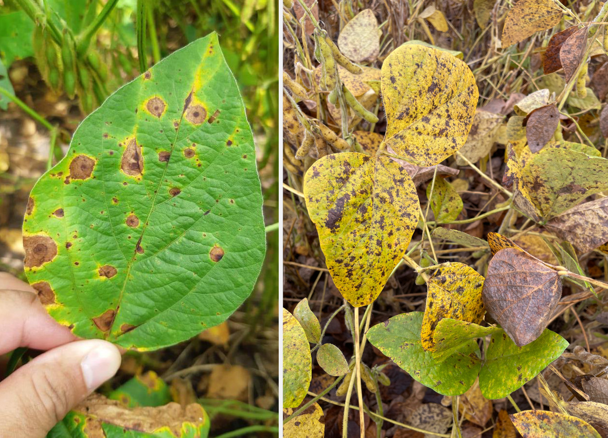 À esq. sintomas de mancha-alvo (causada por <i>Corynespora cassiicola</i>); à dir. sintomas de cercóspora (<i>Cercospora kikuchii</i>)