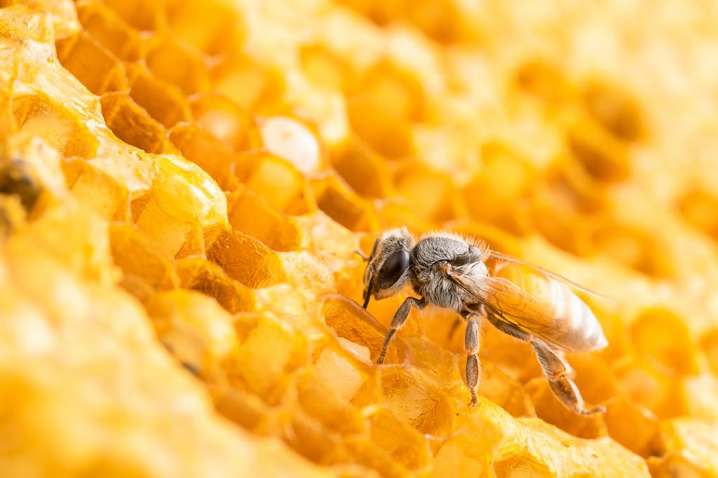Colmeia Viva disponibiliza treinamento gratuito sobre a relação entre agricultura e apicultura