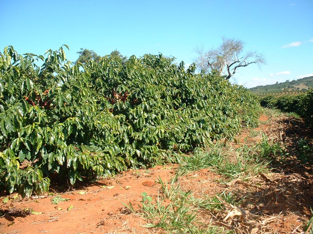 Exportações brasileiras de café atingem 8,712 milhões de sacas de 60 kg em 2016