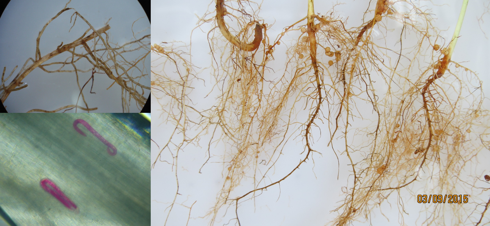 Figure 2 - Soybean root cultivar TMG 115 RR inoculated with 50 specimens of Helicotylenchus dihystera, with lesions caused by nematode parasitism. Helicotylenchus dihystera inside the roots of soybean cultivar TMG 115 RR, 70 days after inoculation. Photos: Santino A. da Silva and Priscila M. Amaro.