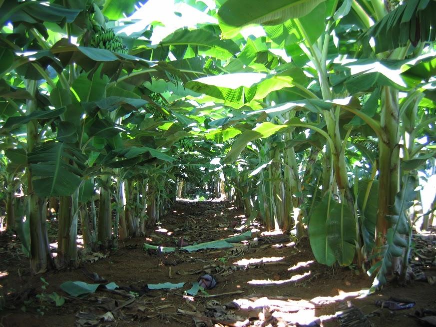 ​IMA reforça vigilância para evitar a entrada bananas contaminadas por sigatoka negra em MG