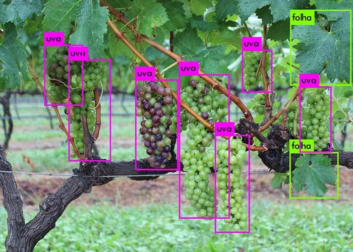 Cientistas vão treinar robôs para identificação automática de plantas