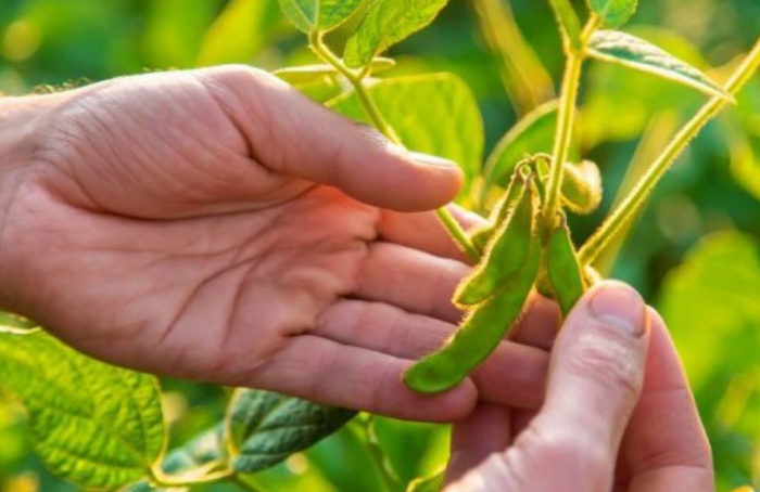 Aprosoja Brasil promove debate sobre uso de bioinsumos