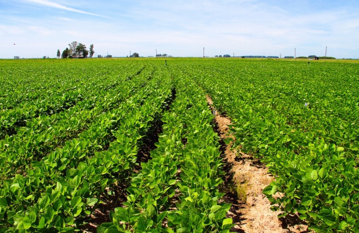 Como as plantas reconhecem patógenos:  a ciência por trás da tecnologia LUMINUS®