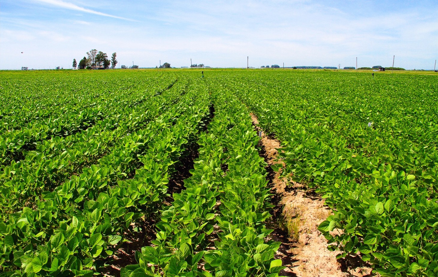 Como as plantas reconhecem patógenos:  a ciência por trás da tecnologia LUMINUS®